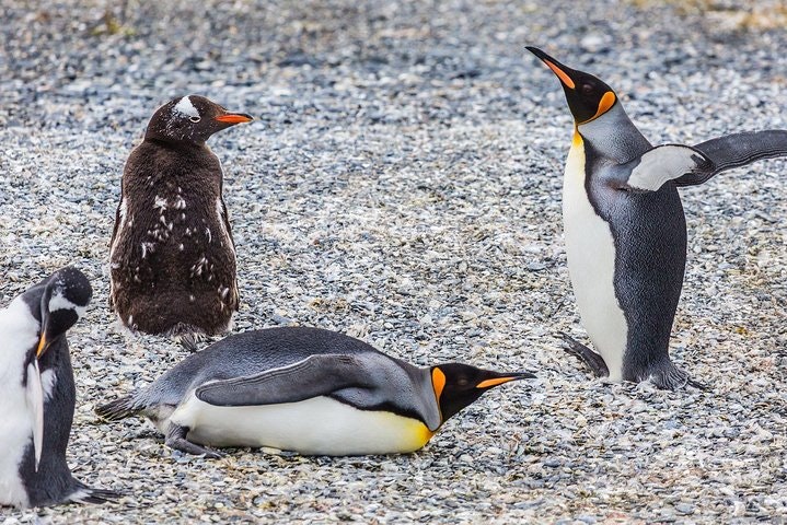 2-Day Ushuaia Trekking and Rowing Adventure - imagen #3