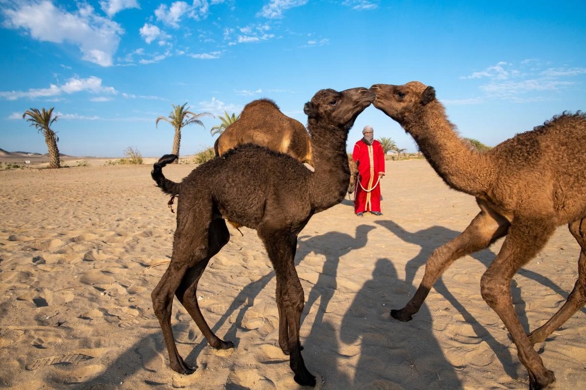 Ica-04 : Camel Ride - Unforgettable Desert Experience - imagen #4