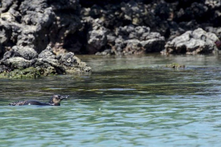 Excursión a la bahía de Tintoreras desde la isla Isabela - imagen #6