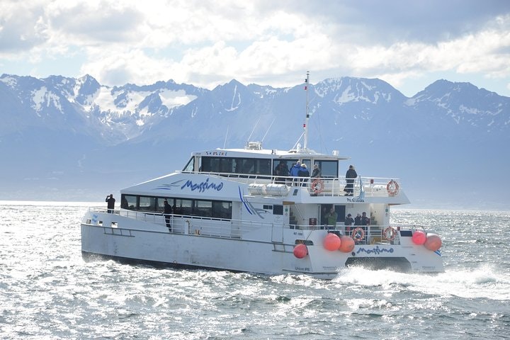 Martillo Island: Boat Trip to the Penguin Colony & Beagle Channel - imagen #8