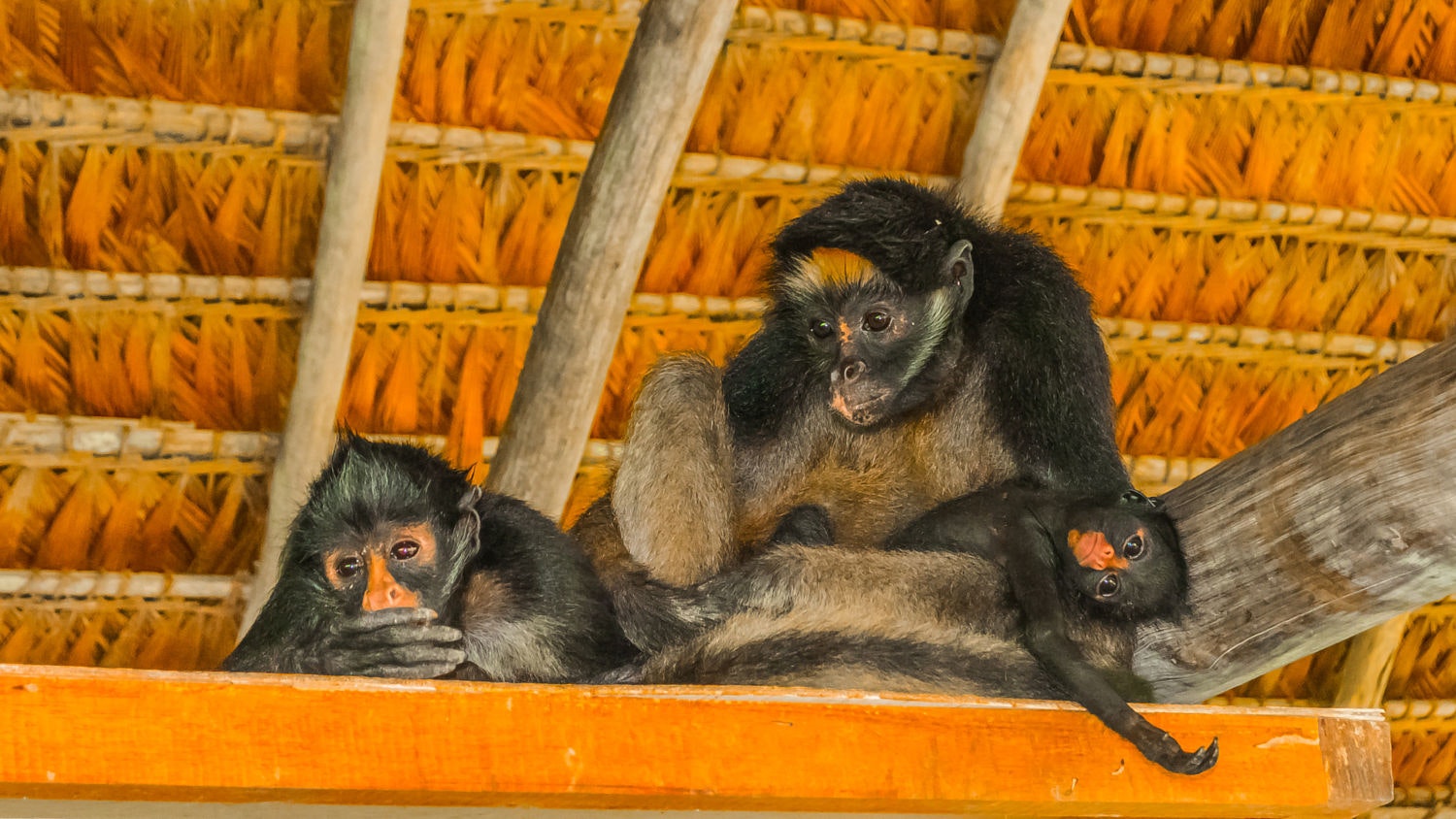 Pmal-05: Descubre los secretos del Amazonas: 4 días de felicidad con los guacamayos - imagen #13