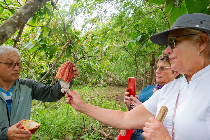 Cacao Farm Excursion Day Trip from Guayaquil - imagen #6