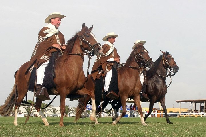 Peruvian Paso Horse & Marinera with lunch in Trujillo - imagen #6
