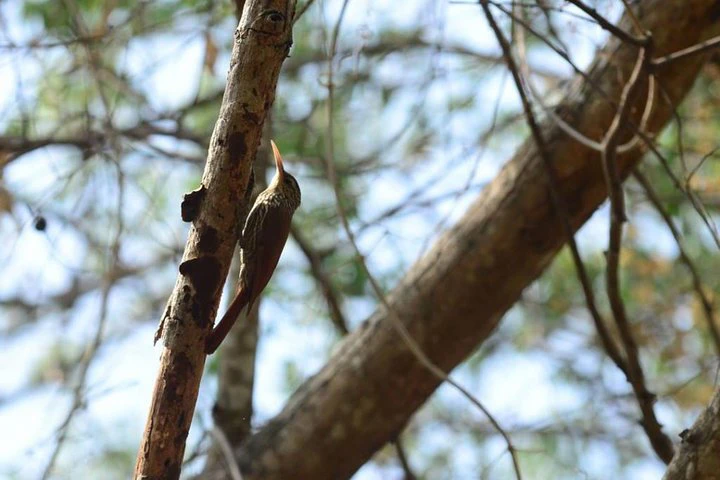 Birdwatching in Cerro Blanco from Guayaquil - imagen #6