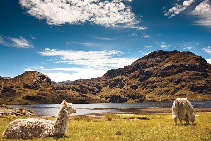 Excursión privada de senderismo de día completo al Parque Nacional de las Cajas - imagen #4