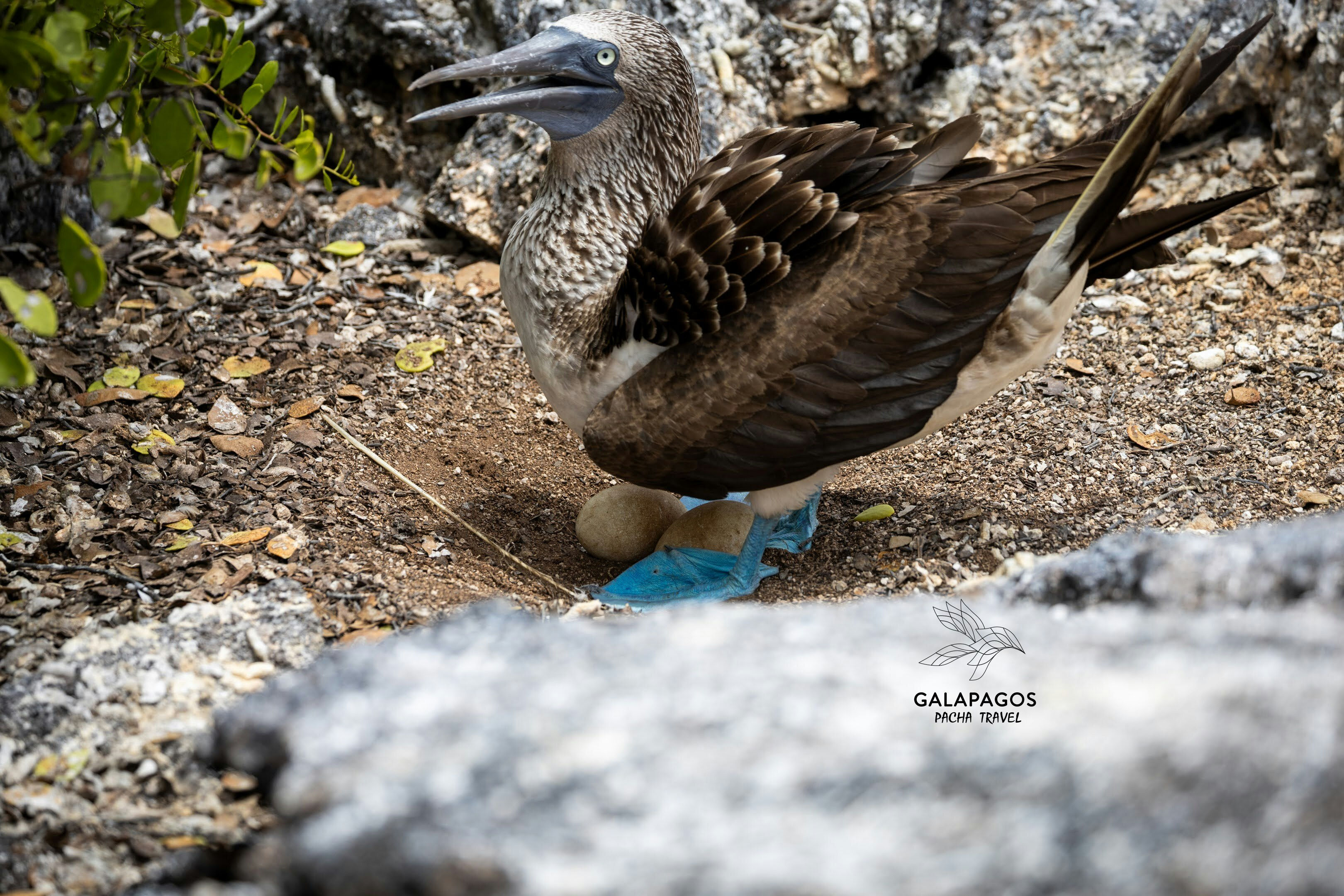 Snorkel Los Tuneles - Isabela - imagen #5
