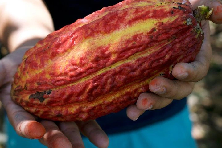 Cacao Farm Excursion Day Trip from Guayaquil - imagen #3