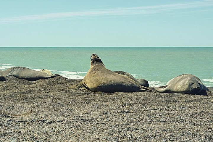 Patagonia Ranch and El Pedral Penguin Colony Tour from Puerto Madryn - imagen #4