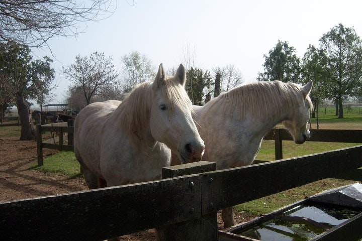 Private Gaucho Day to an Authentic Argentinian Estancia - imagen #6