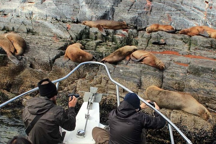 Beagle Channel and Sea Lions Island Catamaran Cruise - imagen #7