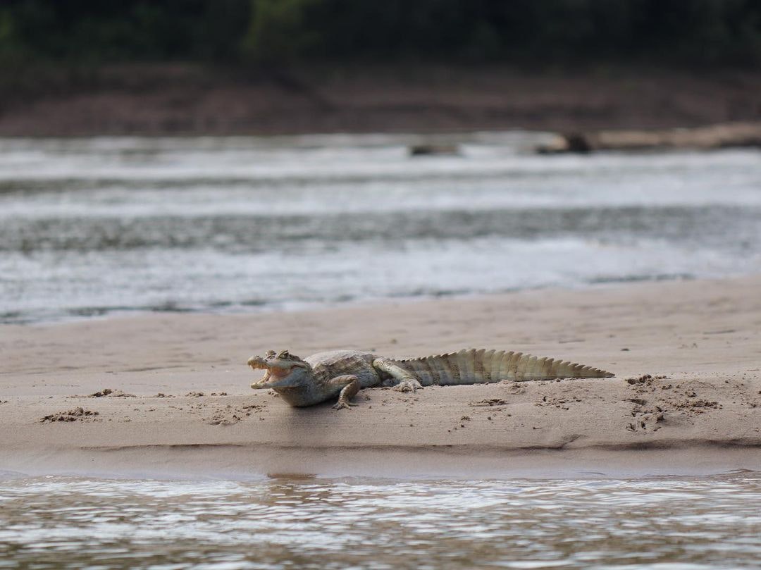 Cus-07 : Manu s Park Odyssey - Embark on a 4 Days Jungle Expedition - imagen #13