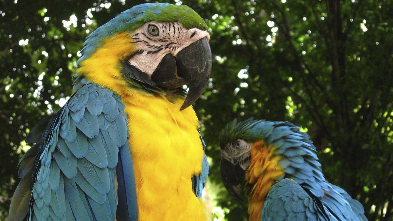 Iqu-05 : Ultimate Amazon Odyssey - 5 Days Expedition - imagen #10