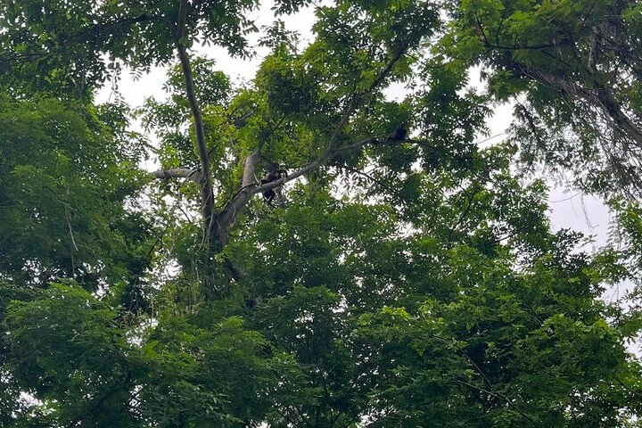 Churute Mangrove Ecological Reserve and Cocoa Farm - imagen #15
