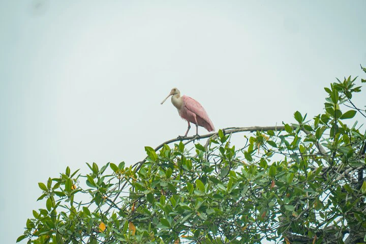 Private Tour from Guayaquil to Churute Ecological Reserve - imagen #6