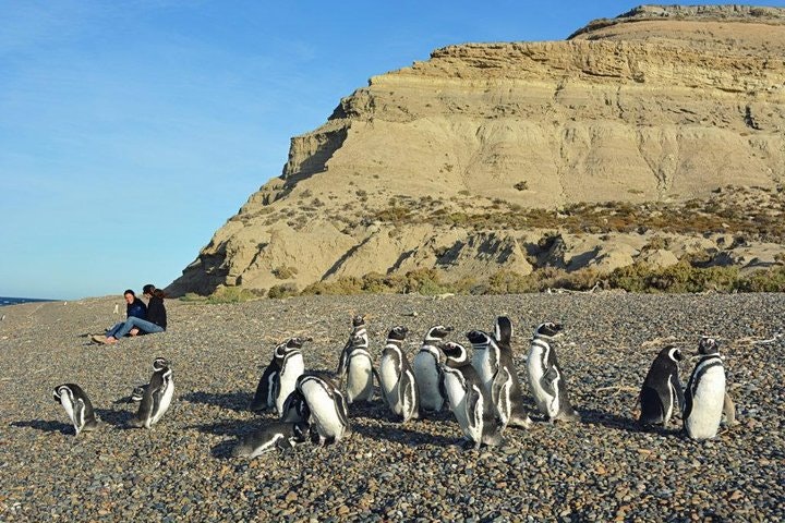 Patagonia Ranch and El Pedral Penguin Colony Tour from Puerto Madryn - imagen #5