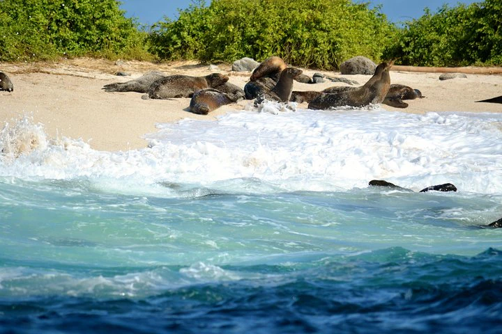 Recorrido por la bahía de Santa Cruz - Islas Galápagos - imagen #6