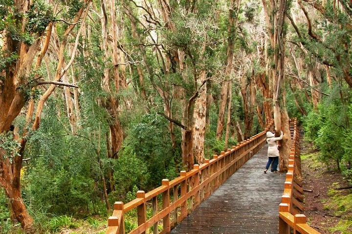Andean Lakes Crossing Journey from Bariloche to Puerto Varas - imagen #9