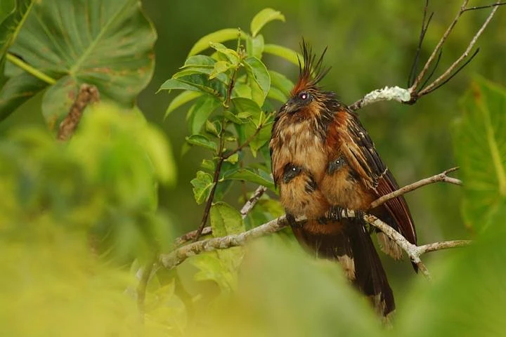 Excursión privada al bosque nuboso de Mindo desde Quito - imagen #2