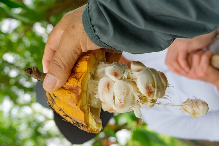Cacao Farm Excursion Day Trip from Guayaquil - imagen #17