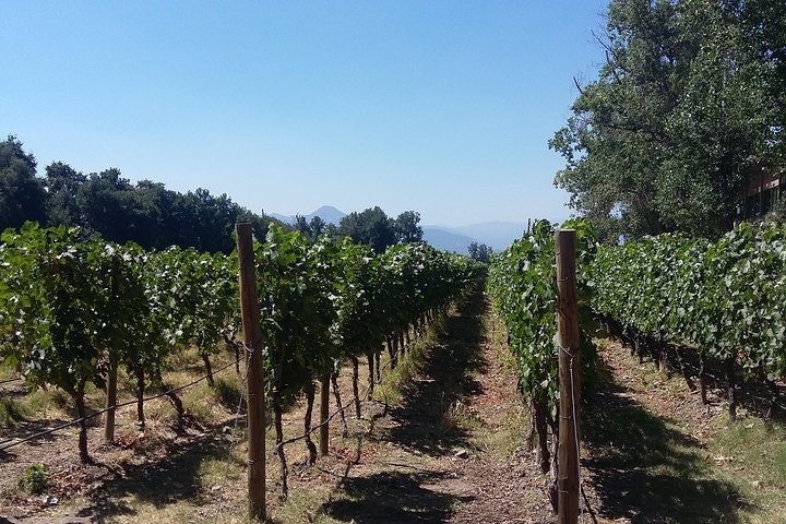 Half Day Trip to Cousiño Macul Vineyard from Santiago - Wine Tasting Included - imagen #2
