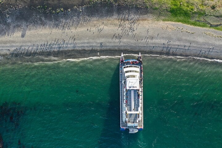 Martillo Island: Boat Trip to the Penguin Colony & Beagle Channel - imagen #15
