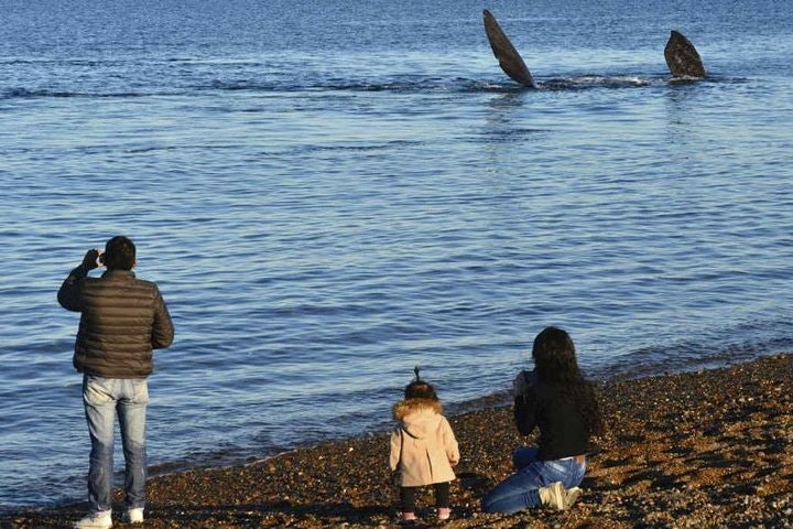 City Tour and Sea Lions at Punta Loma from Puerto Madryn - imagen #2