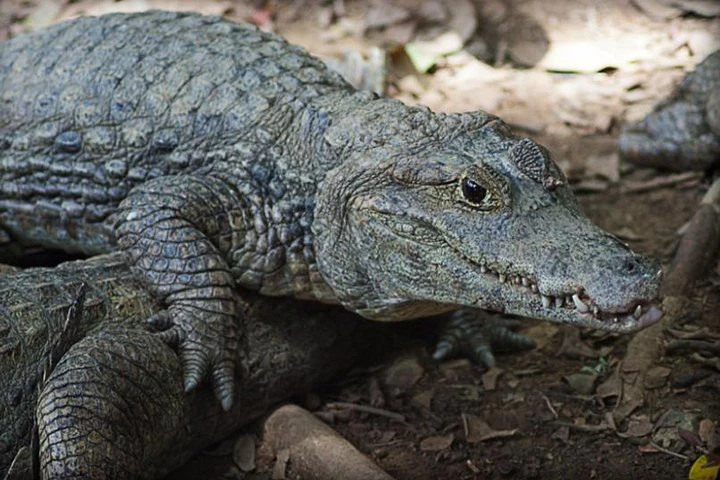 Excursión al zoológico El Pantanal en Guayaquil - imagen #3