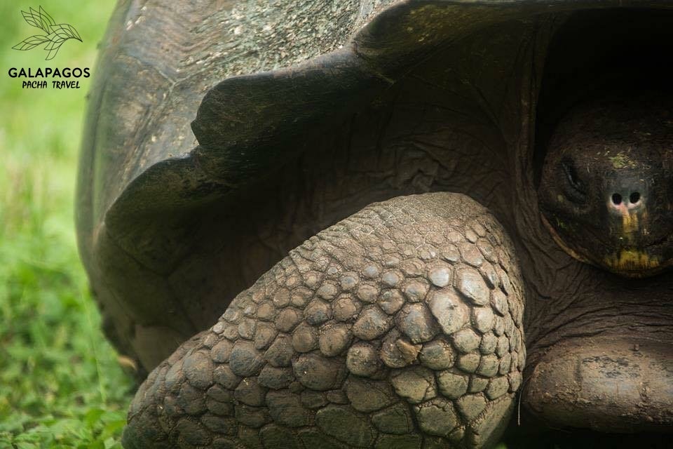 Paseo por la naturaleza con tortugas gigantes - Santa Cruz - imagen #4
