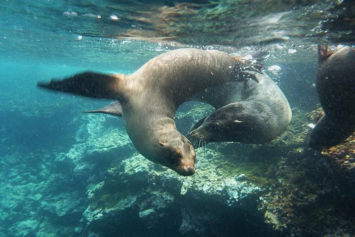 Full Day Santa Fe Playa escondida snorkeling tour - imagen #3