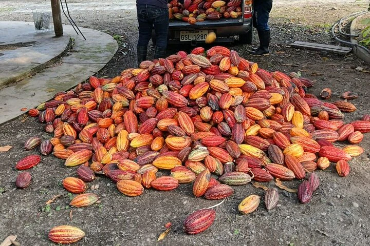 Churute Mangrove Ecological Reserve and Cocoa Farm - imagen #13