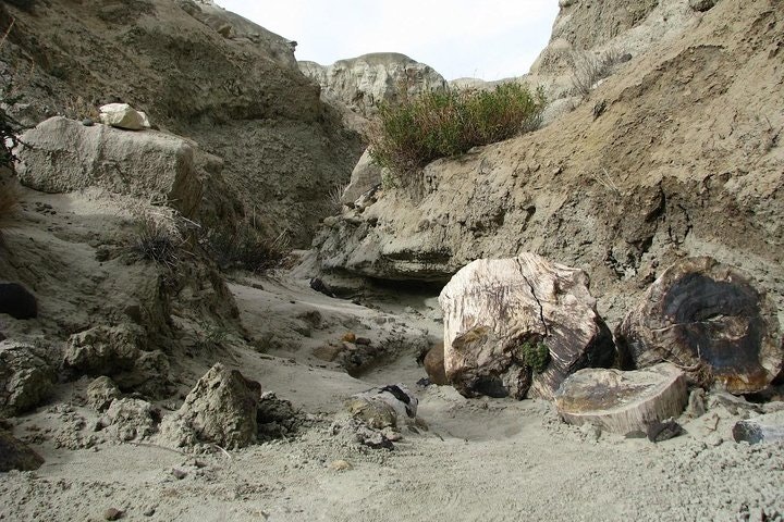 La Leona Petrified Forest Hiking Tour from El Calafate - imagen #2