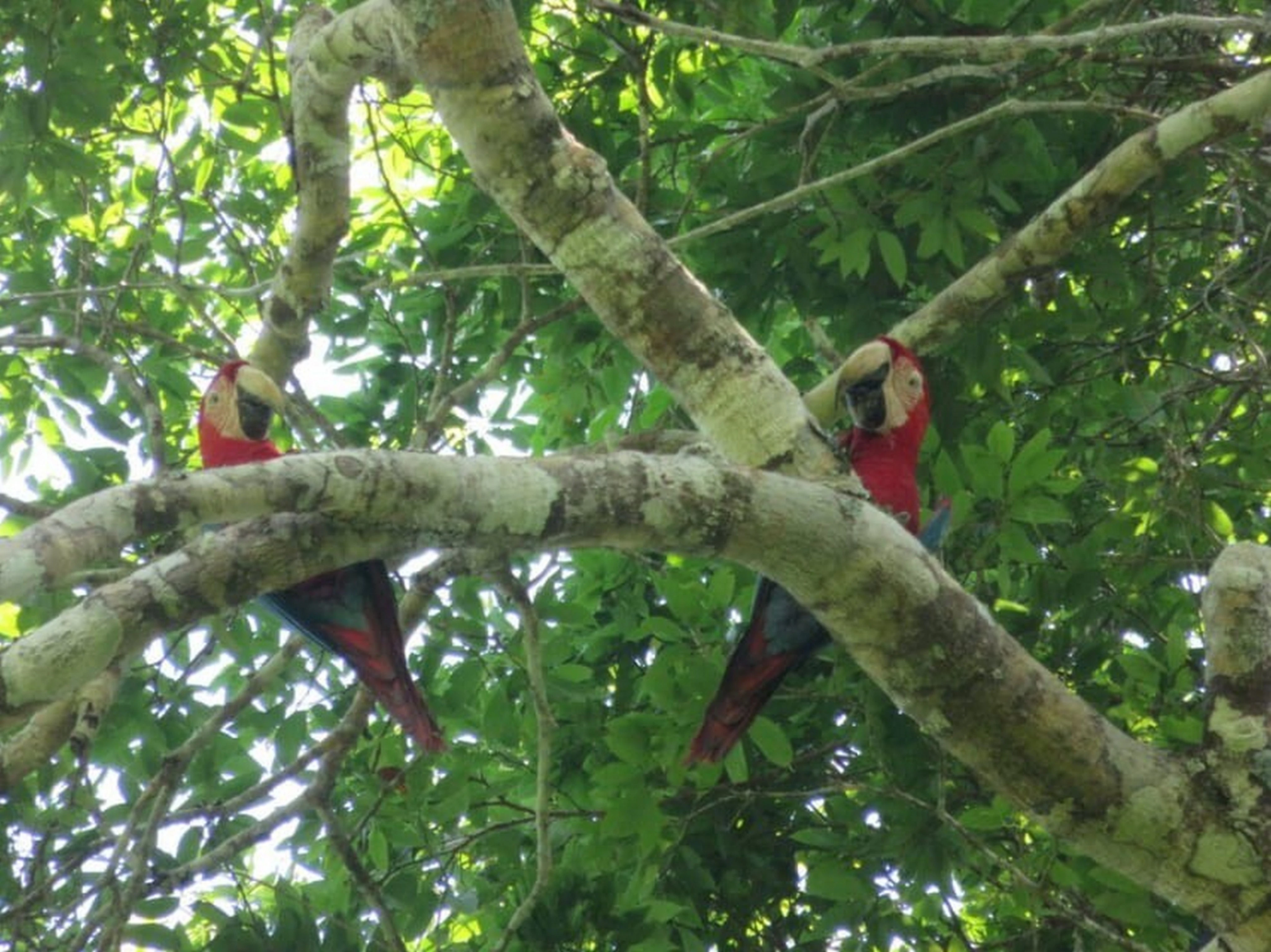 BO-RUR-04: Rurrenabaque | Selva y pampas, 5 días/4 noches: Descubriendo la naturaleza salvaje de la selva amazónica - imagen #4