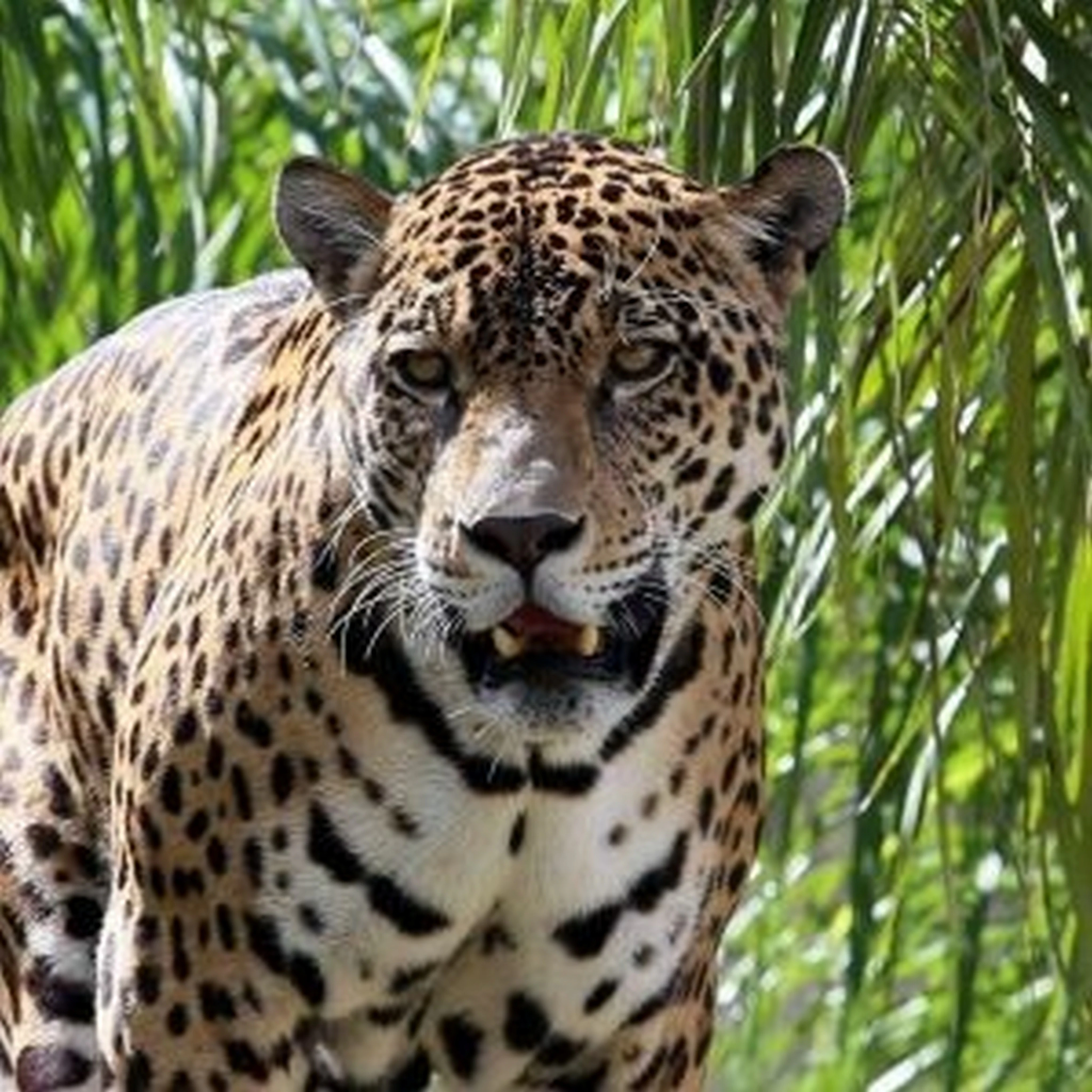 BO-RUR-03: Rurrenabaque | Excursión de 4 días por la selva amazónica y las pampas - imagen #10