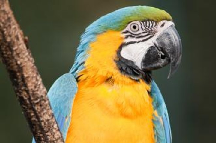 Iquitos Transfer: Cruise Port to Iquitos Hotels or viceversa - imagen #6