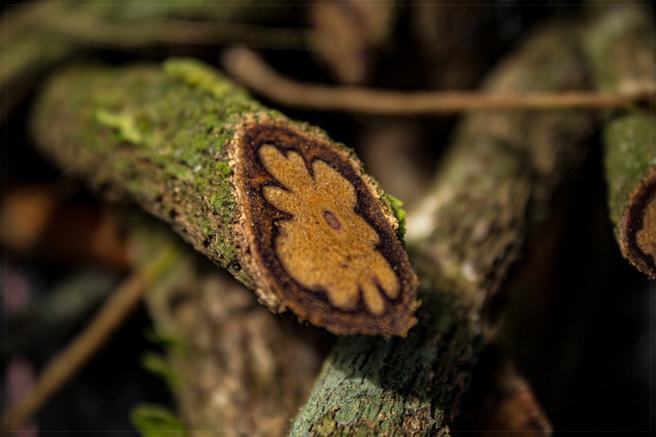 Cus-24 : Ayahuasca Discover - 1 Day of Self-Discovery - imagen #7