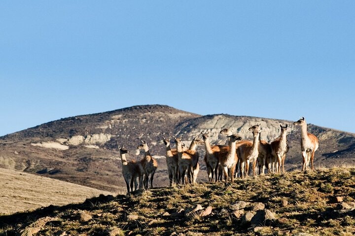 El Calafate Safari Experience - imagen #16