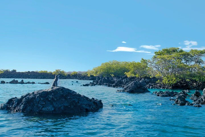 Excursión a la bahía de Tintoreras desde la isla Isabela - imagen #10
