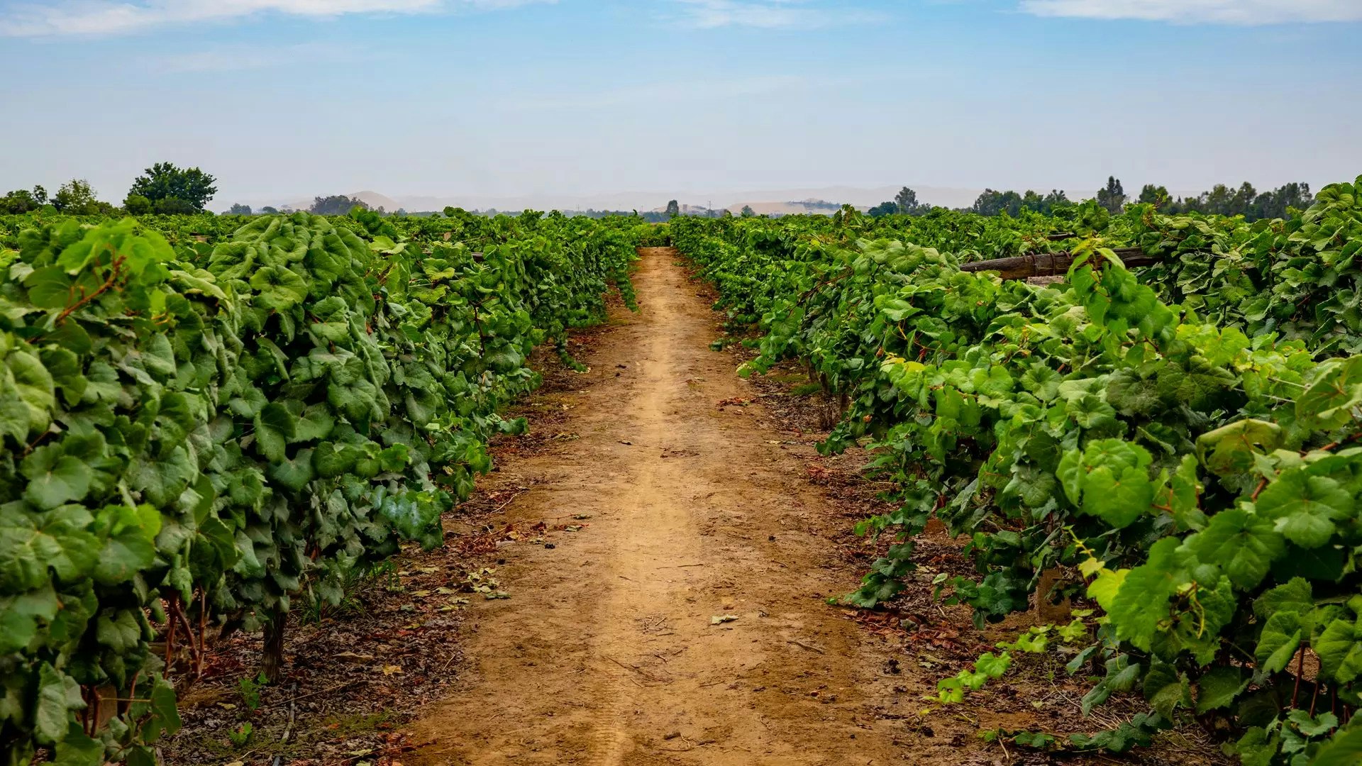 Ica-03 : Pisco and Wine Tasting Tour - Embarking on the Pisco Route - imagen #11