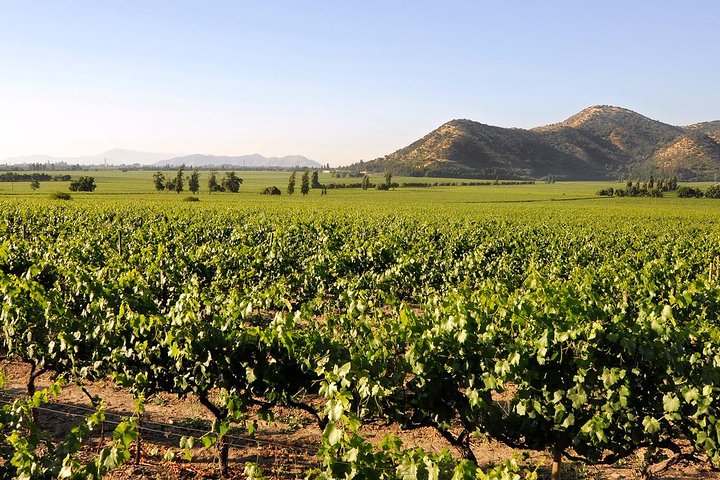 Half Day Trip to Santa Rita Vineyard from Santiago - Wine Tasting Included