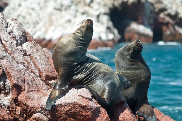 Nazca Lines & Ballestas Islands Private Full Day Tour from Lima - imagen #7