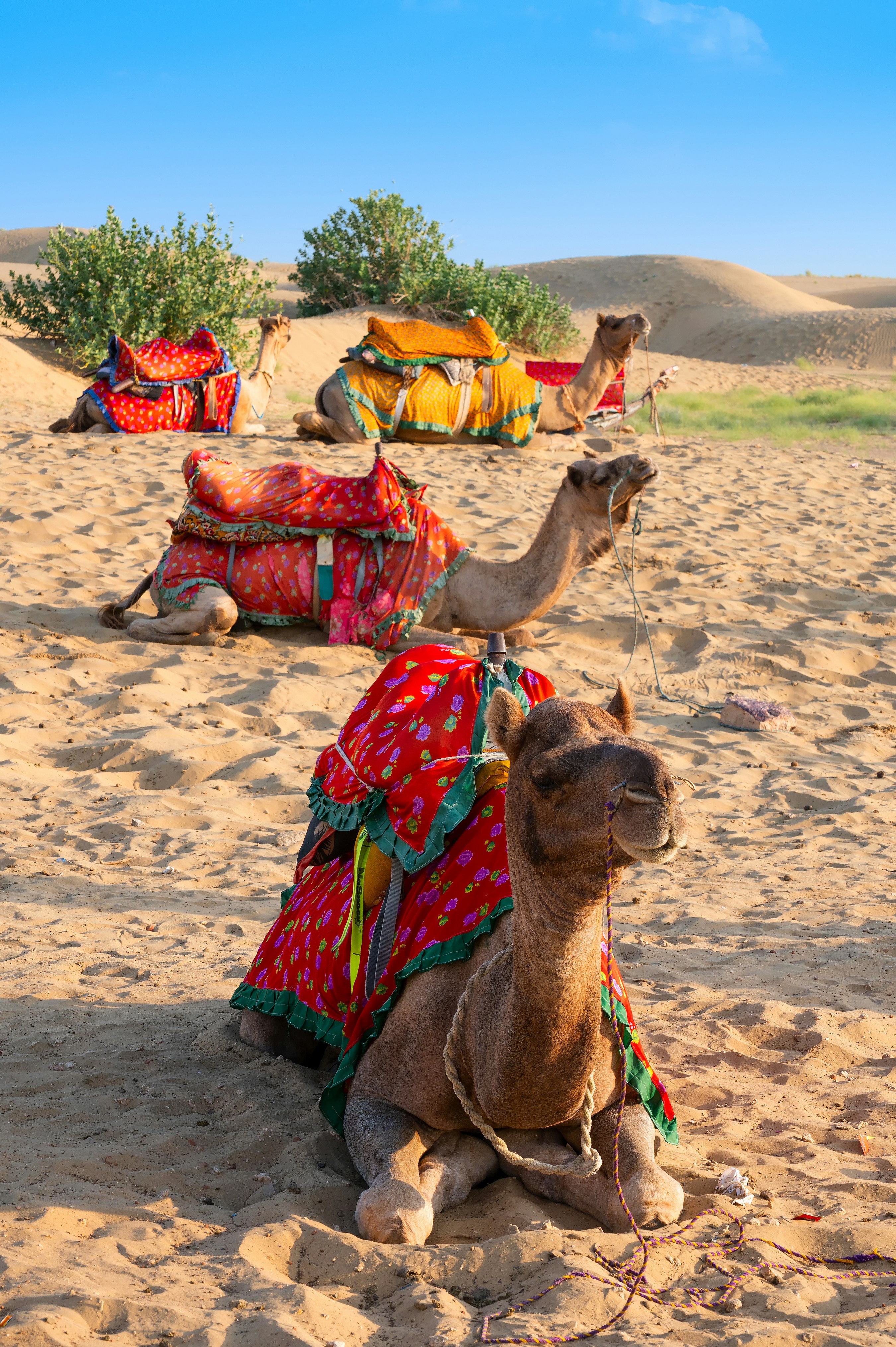 Ica-04 : Camel Ride - Unforgettable Desert Experience - imagen #9