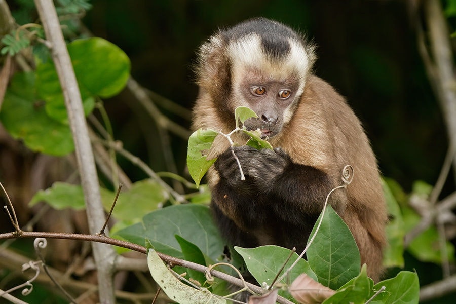 Pmal-01 : Sandoval s Secrets- 2 Days in the Tambopata Jungle - imagen #9