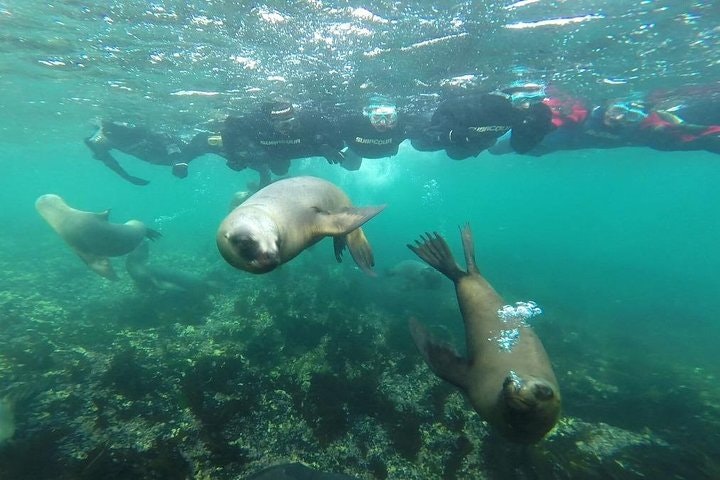 Snorkeling with Sea Lions in Puerto Madryn - imagen #4