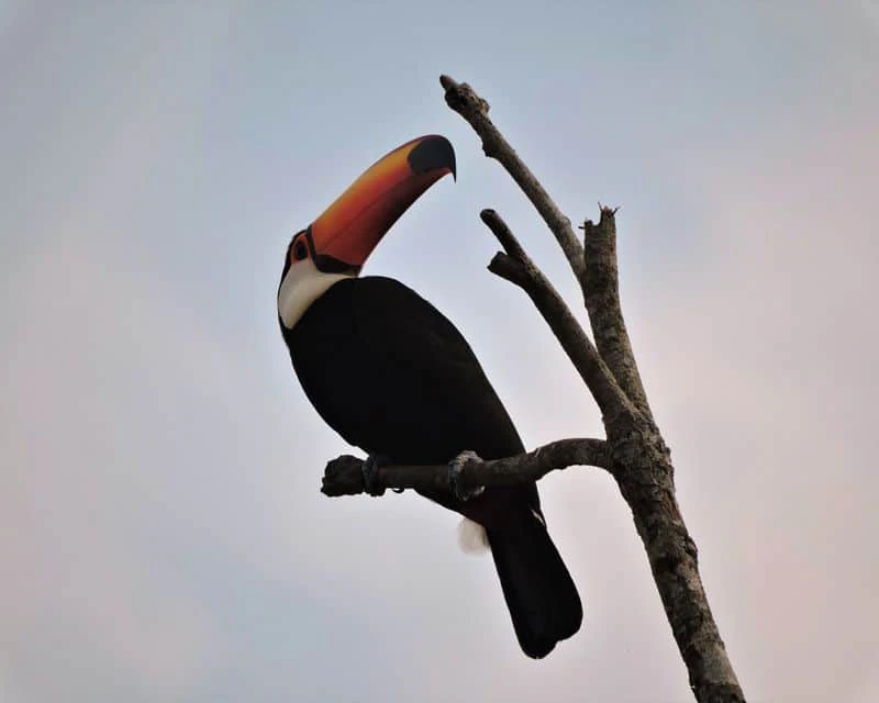 BO-RUR-01: Rurrenabaque | Excursión para observar la fauna amazónica | 3 días/2 noches: Pampas y fauna - imagen #8