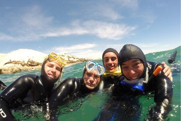 Snorkeling with Sea Lions in Puerto Madryn - imagen #7