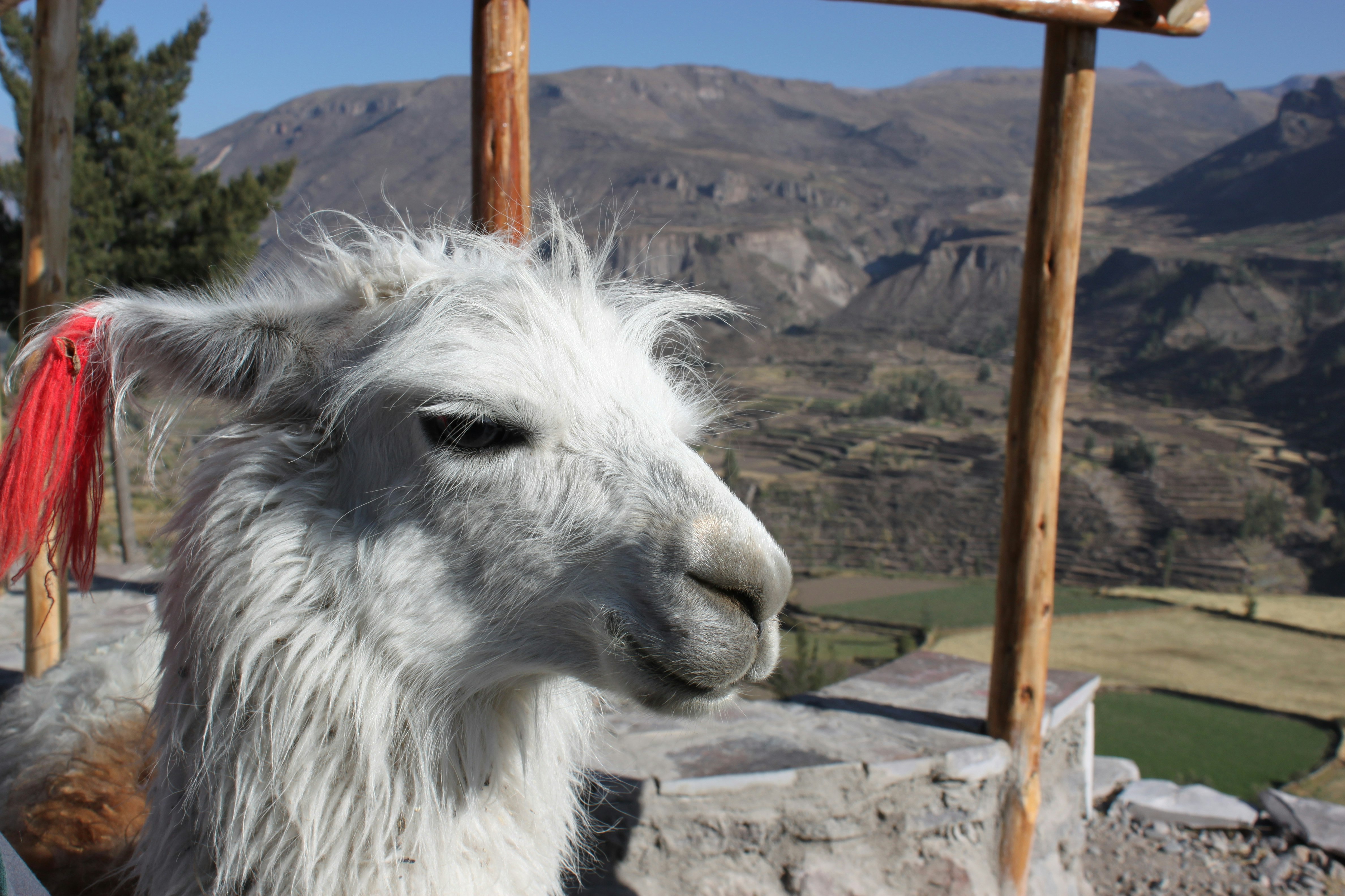 2-Day Flight of Condor on Colca Canyon from Arequipa - imagen #8