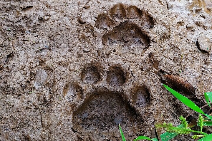 Jungle Wildlife Bike Tour to Iguazu National Park & Jaguar Road - imagen #11