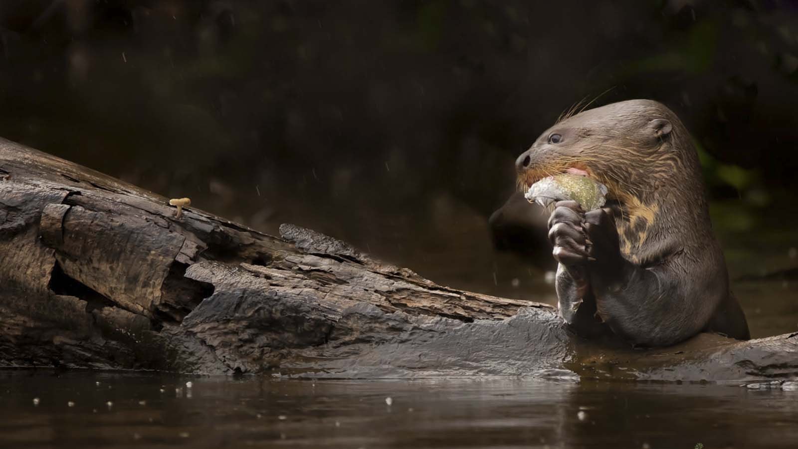 Pmal-04 : Macaw Magic: 3 Days at Tambopata s Clay Lick - imagen #17