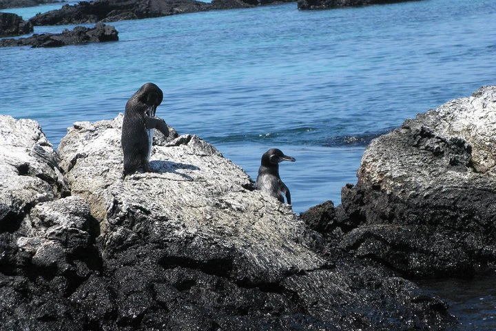 Excursión a la bahía de Tintoreras desde la isla Isabela - imagen #5