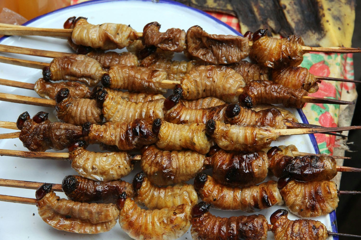 Iqu-05 : Ultimate Amazon Odyssey - 5 Days Expedition - imagen #6